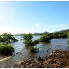 Mangrove