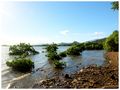 Mangrove de Mahina 