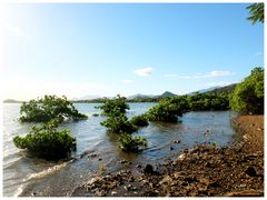 Mangrove