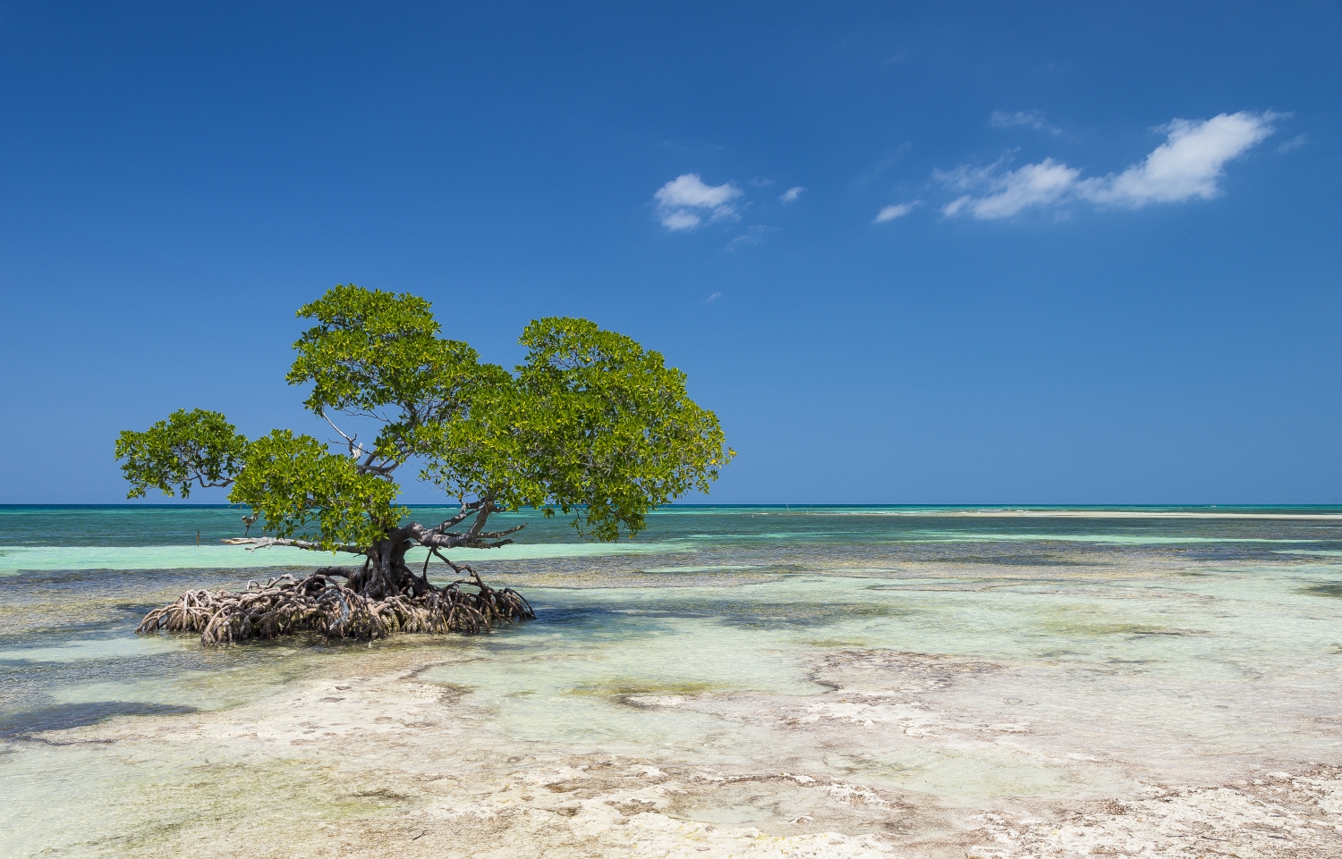 Mangrove