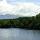 Mangrove et palétuviers