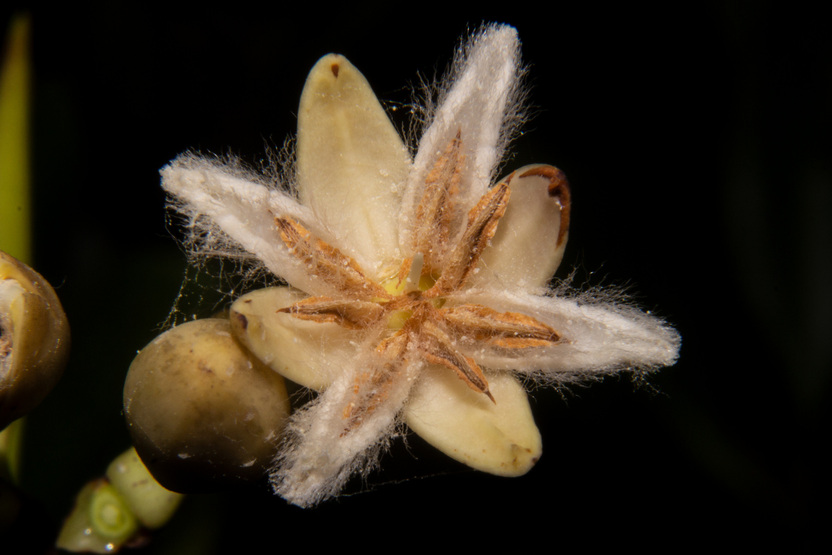 Mangrove flower (Rhizophora stylosa)