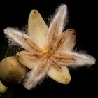 Mangrove flower (Rhizophora stylosa)