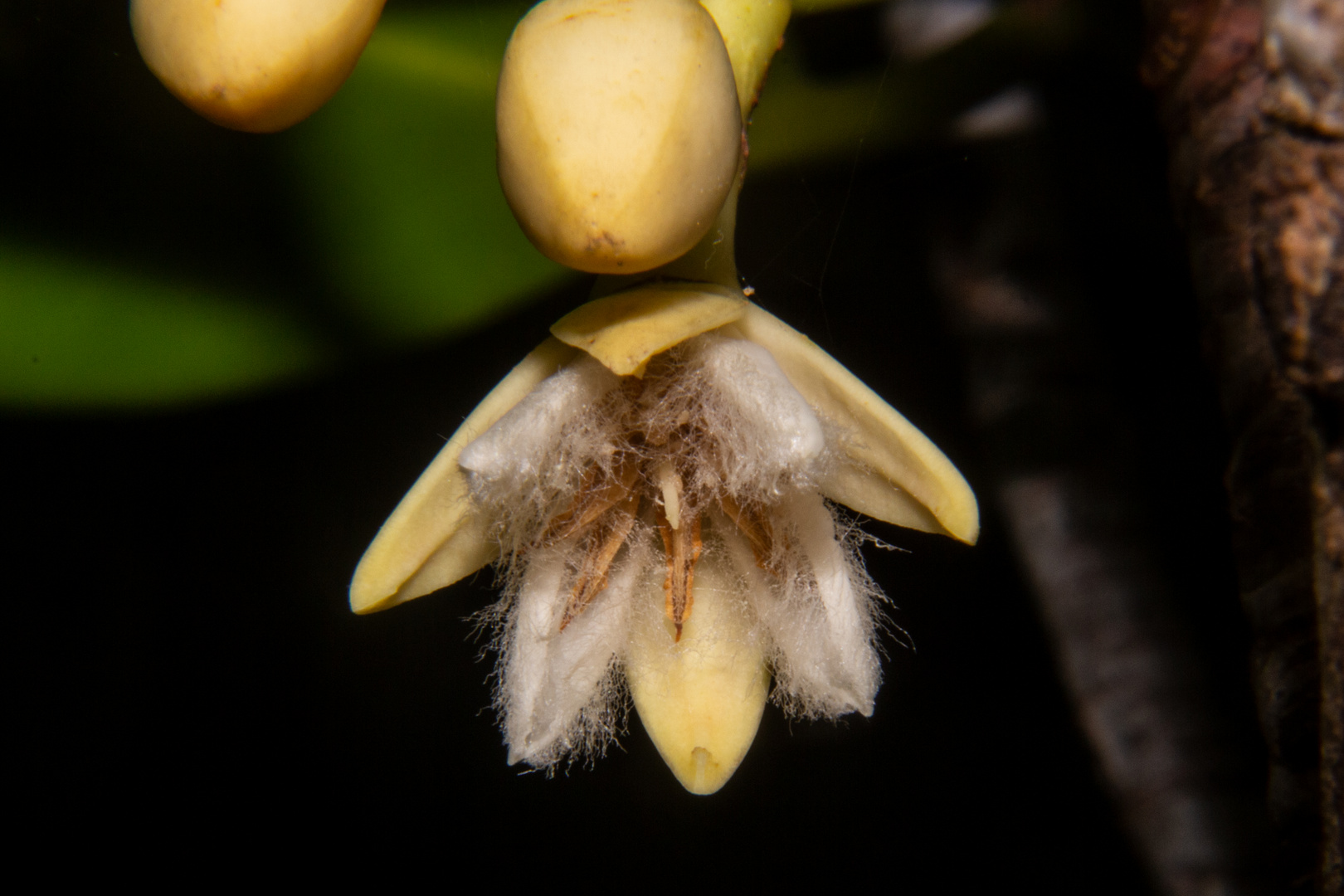 Mangrove flower (Rhizophora stylosa)