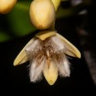 Mangrove flower (Rhizophora stylosa)