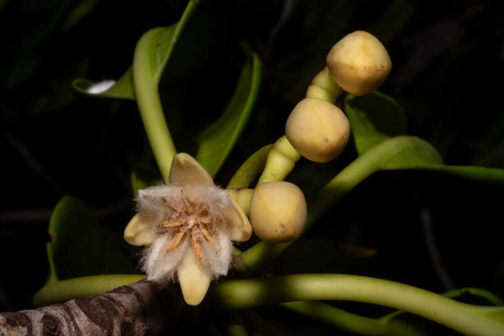 Mangrove flower (Rhizophora stylosa)