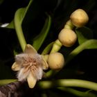 Mangrove flower (Rhizophora stylosa)