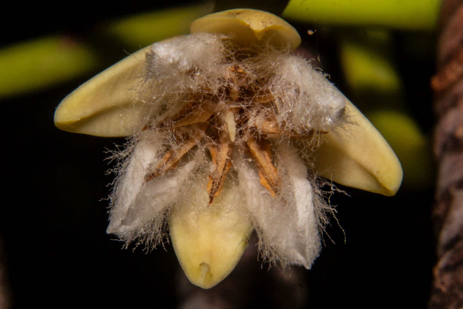 Mangrove flower (Rhizophora stylosa)