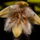 Mangrove flower (Rhizophora stylosa)