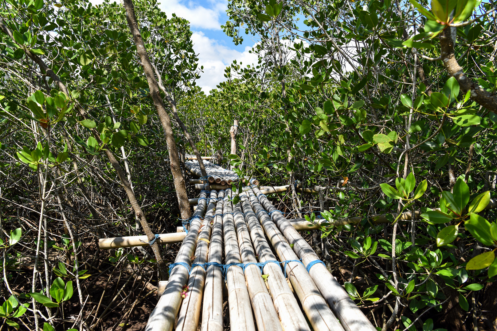 Mangrove Forest Nusa Lembongan 01