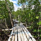 Mangrove Forest Nusa Lembongan 01