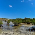 Mangrove Forest Nusa Lembongan 03