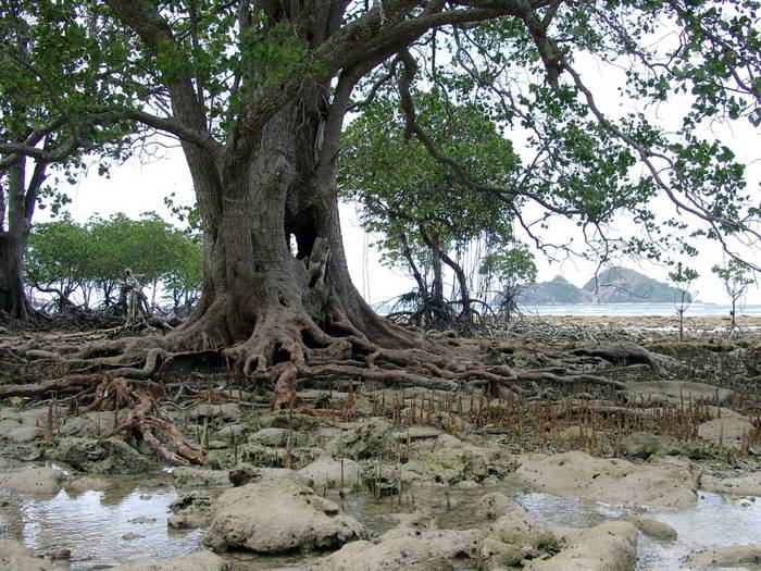 Mangrove in Borneo