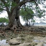 Mangrove in Borneo