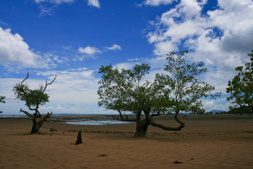 Mangrove (Madagascar)