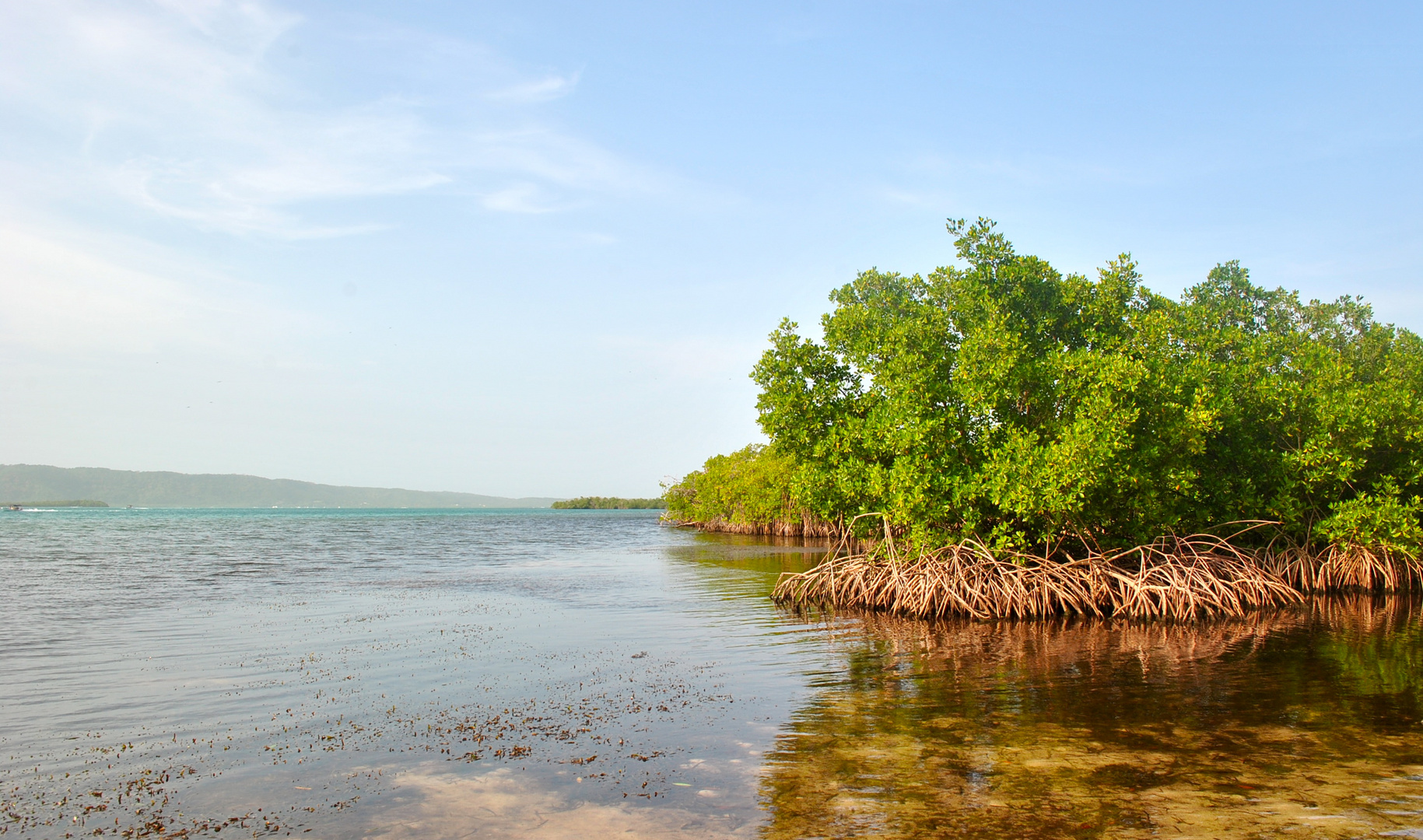 Mangrove = Manglares