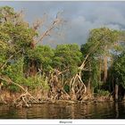 Mangrove, Puerto Escondido