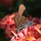 Mangrove Skipper