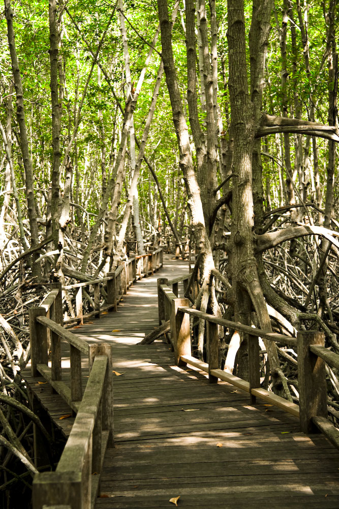 Mangrove Trail