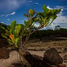 Mangrove Tree