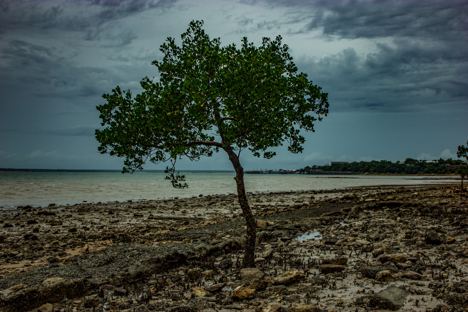 Mangrove Tree