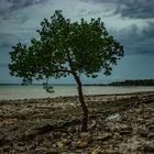 Mangrove Tree