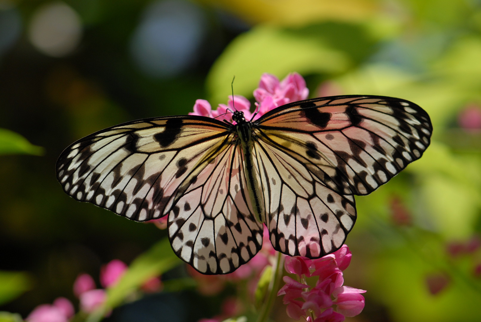 Mangrove Tree Nymph (idea leuconoe chersonesia)