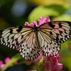 Mangrove Tree Nymph (idea leuconoe chersonesia)