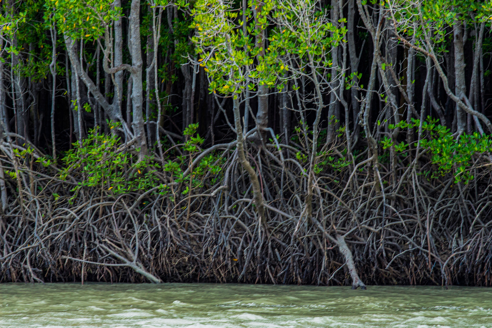 Mangrove Trees