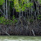 Mangrove Trees