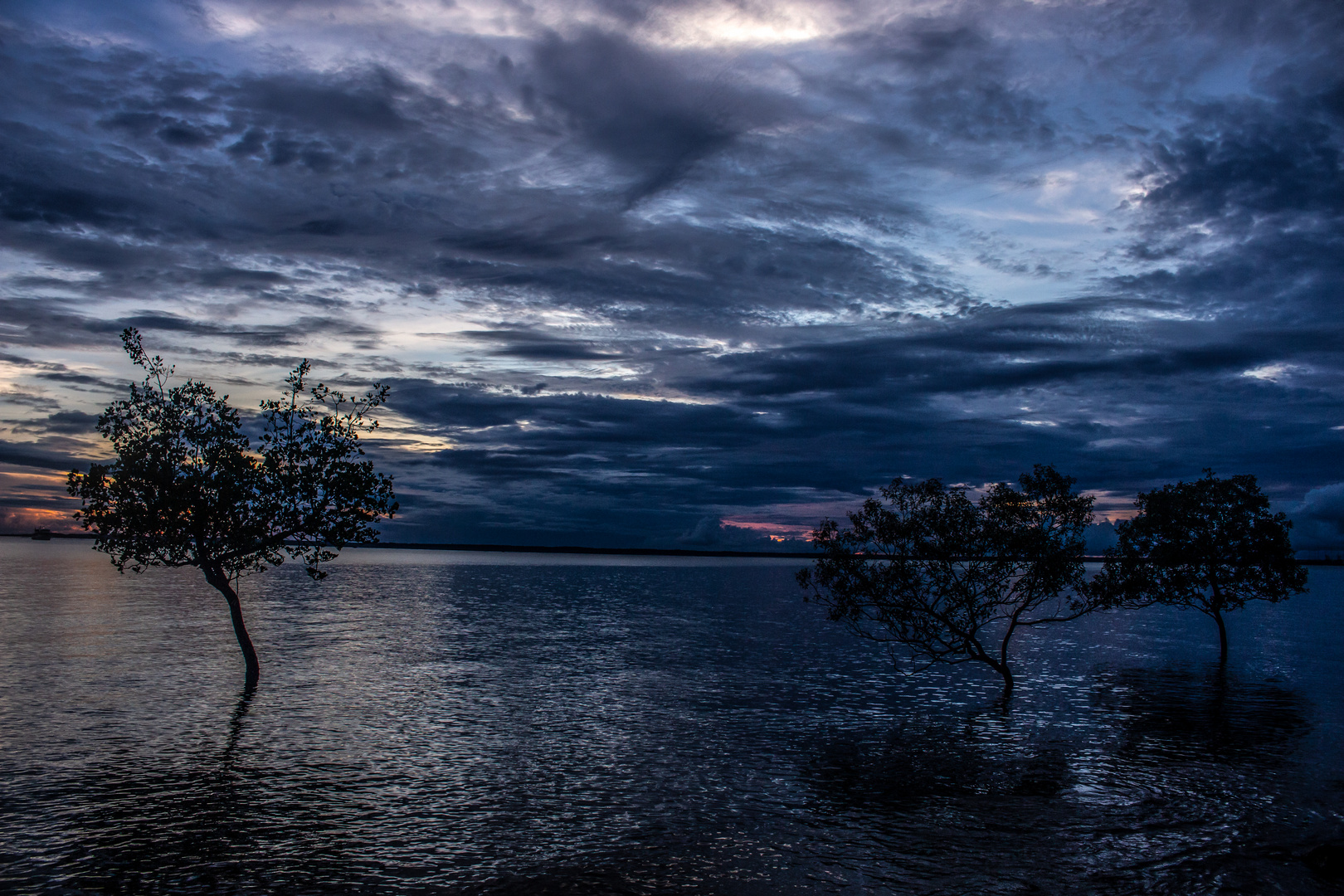 Mangrove Trees