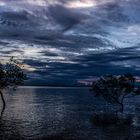 Mangrove Trees