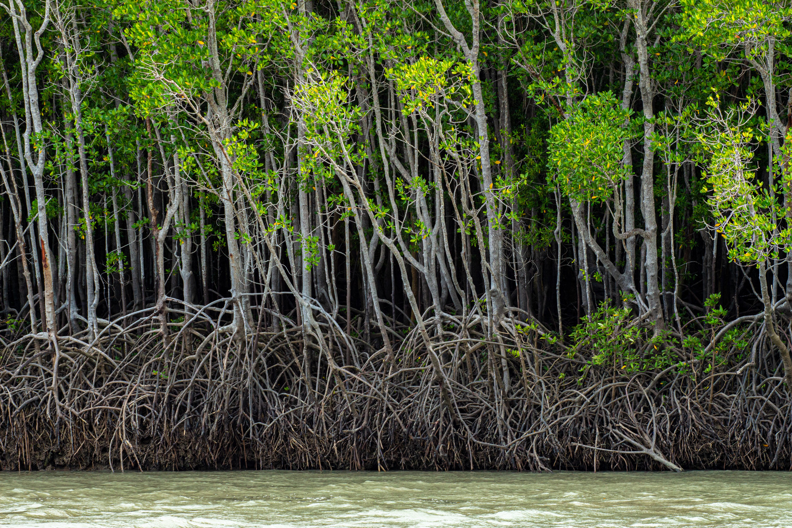 Mangrove Trees