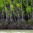 Mangrove Trees