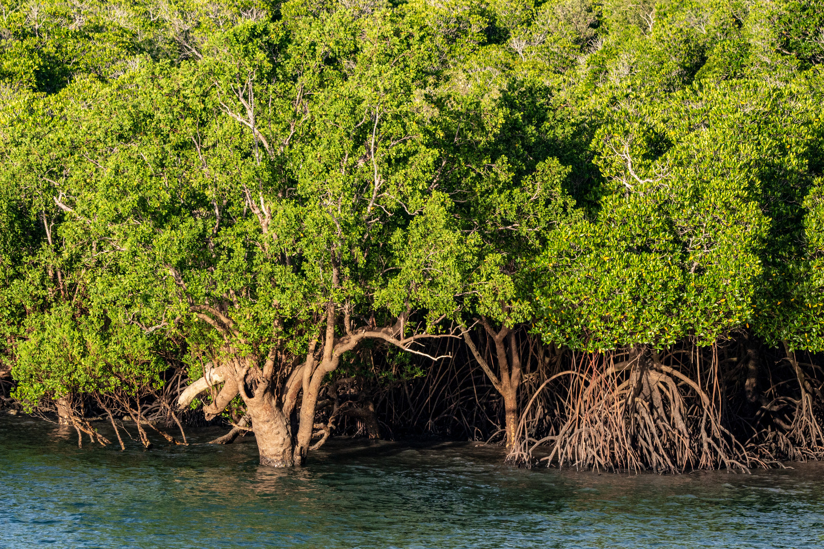 Mangrove Trees