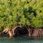 Mangrove Trees