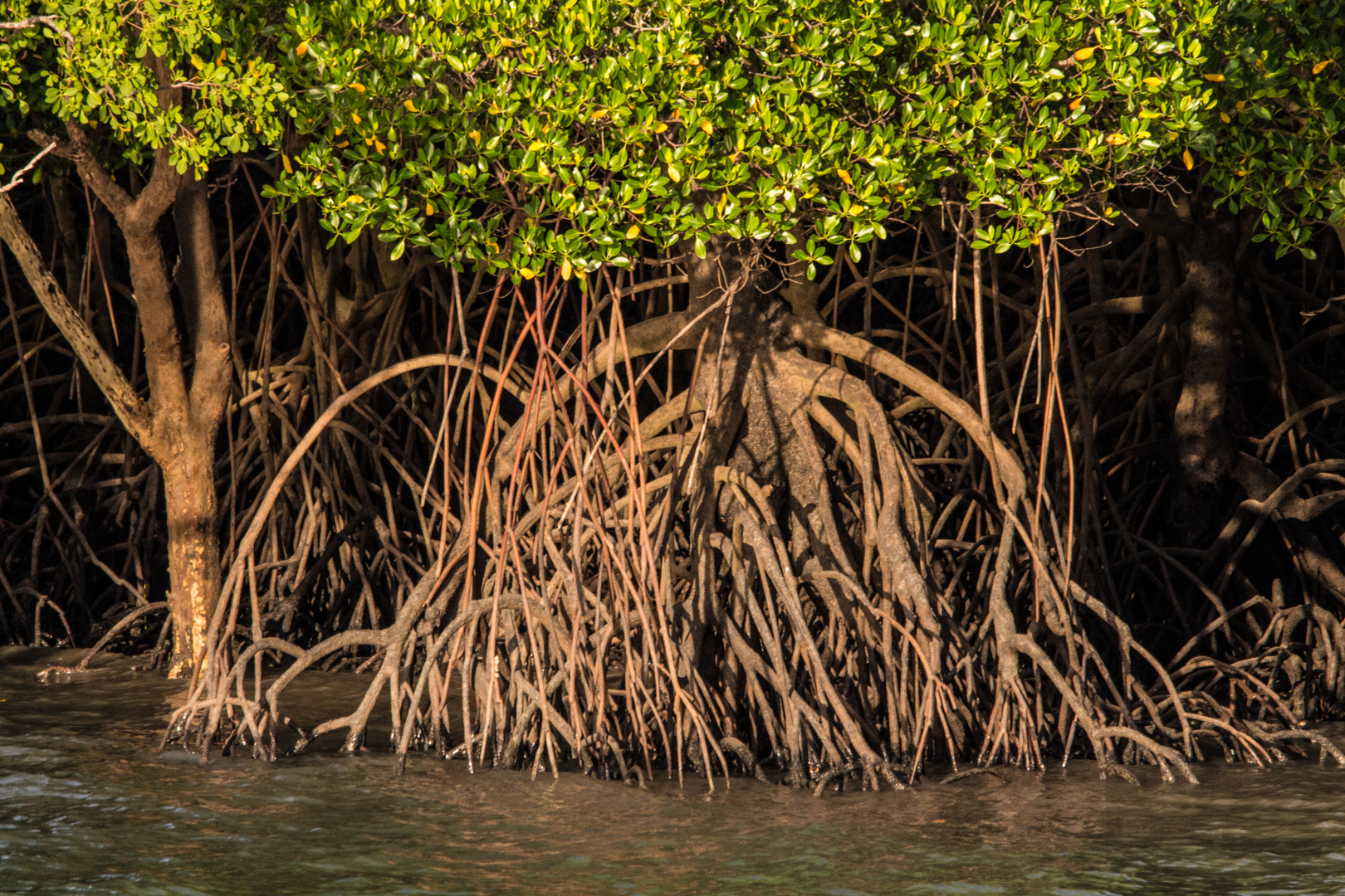 Mangrove Trees