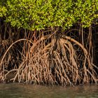 Mangrove Trees