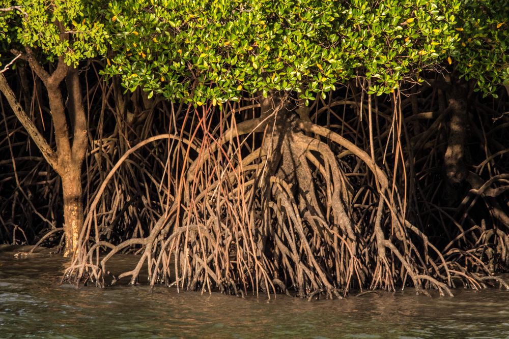 Mangrove Trees Foto And Bild Australia Flower Flowers Bilder Auf Fotocommunity