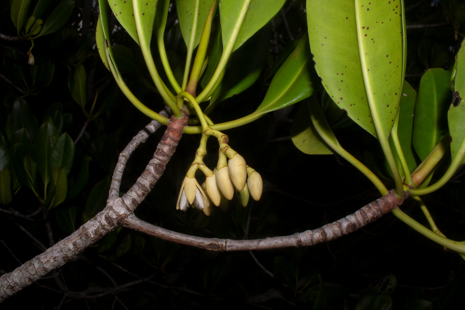 Mangrove twig with flowers (Rhizophora stylosa)