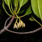 Mangrove twig with flowers (Rhizophora stylosa)