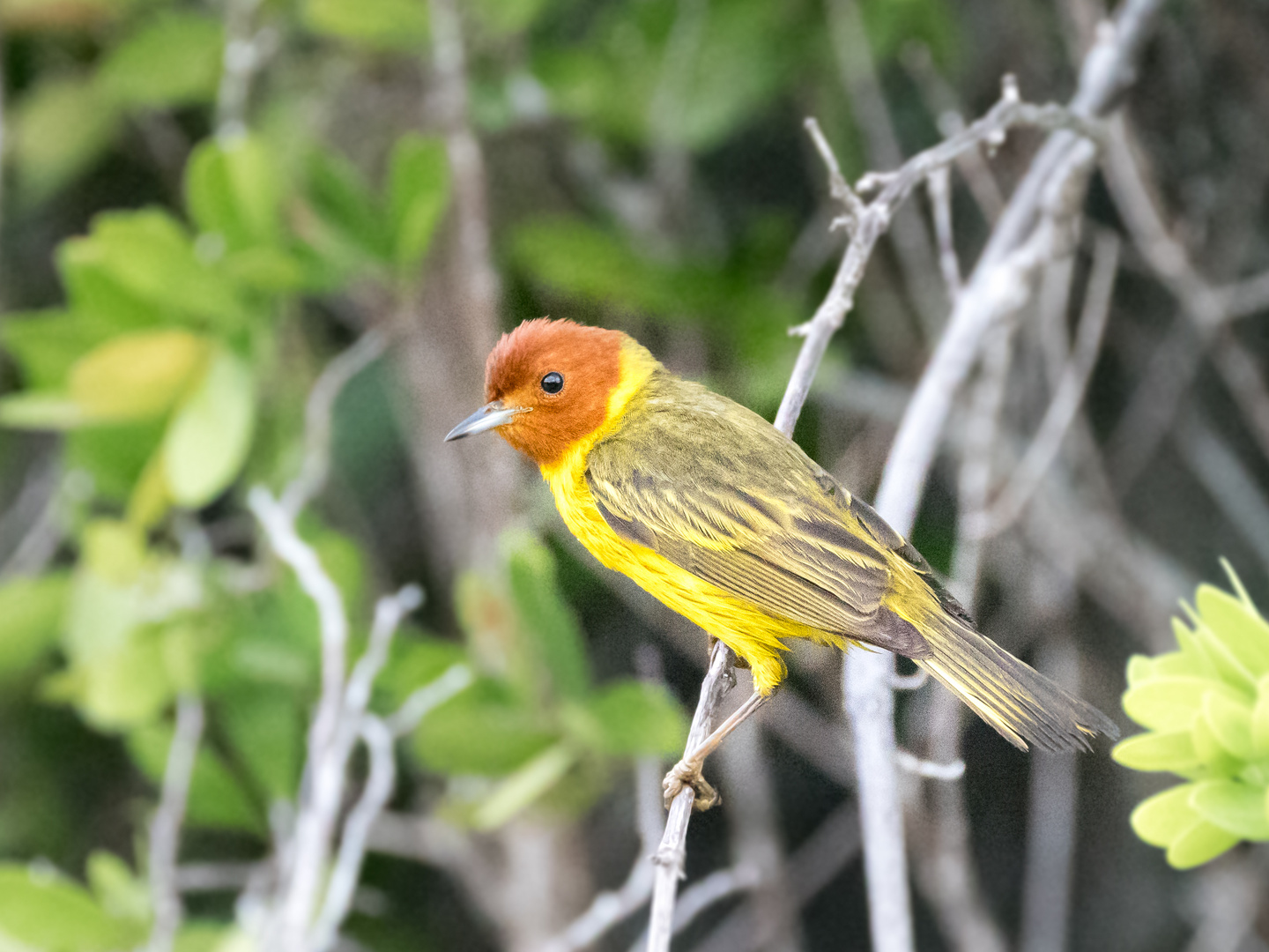 Mangrove Warbler 