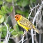 Mangrove Warbler 