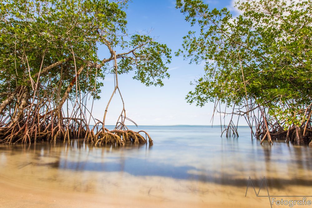 Mangroven Foto & Bild landschaft, meer