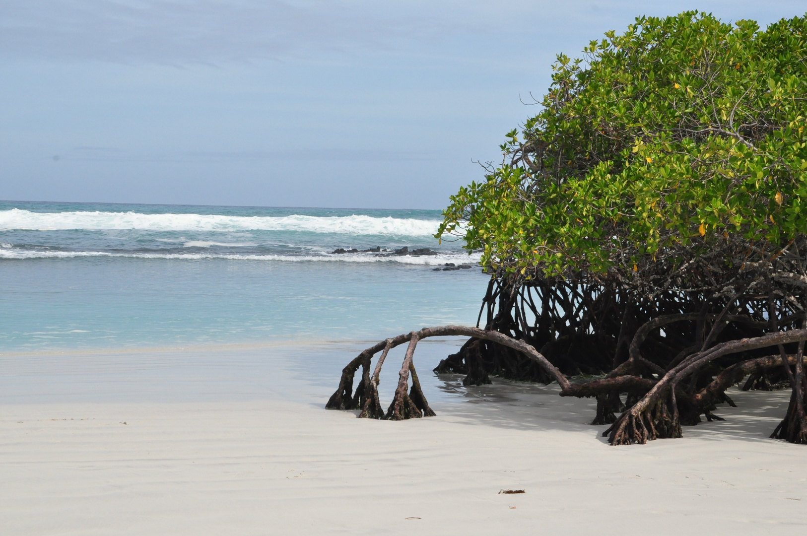 Mangroven am Meer