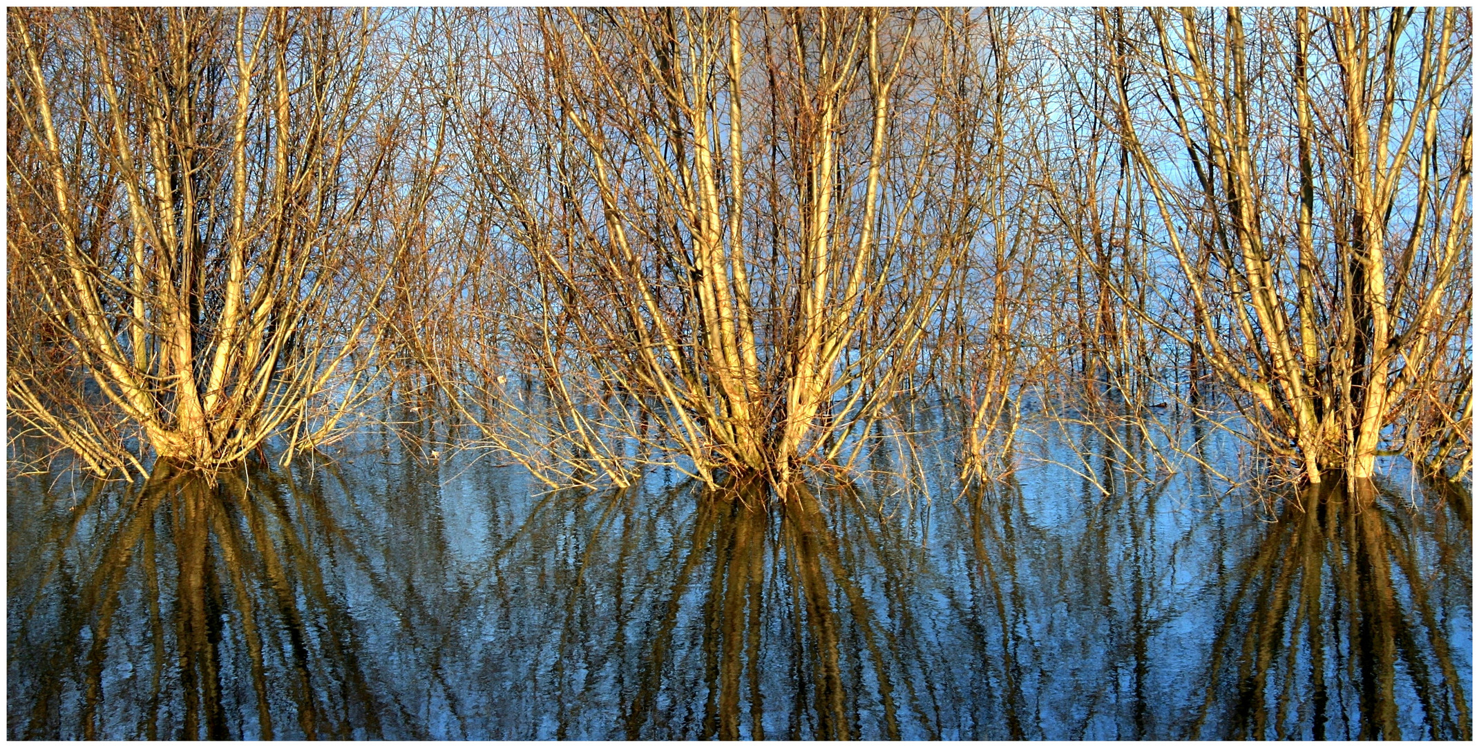 Mangroven am Rhein?