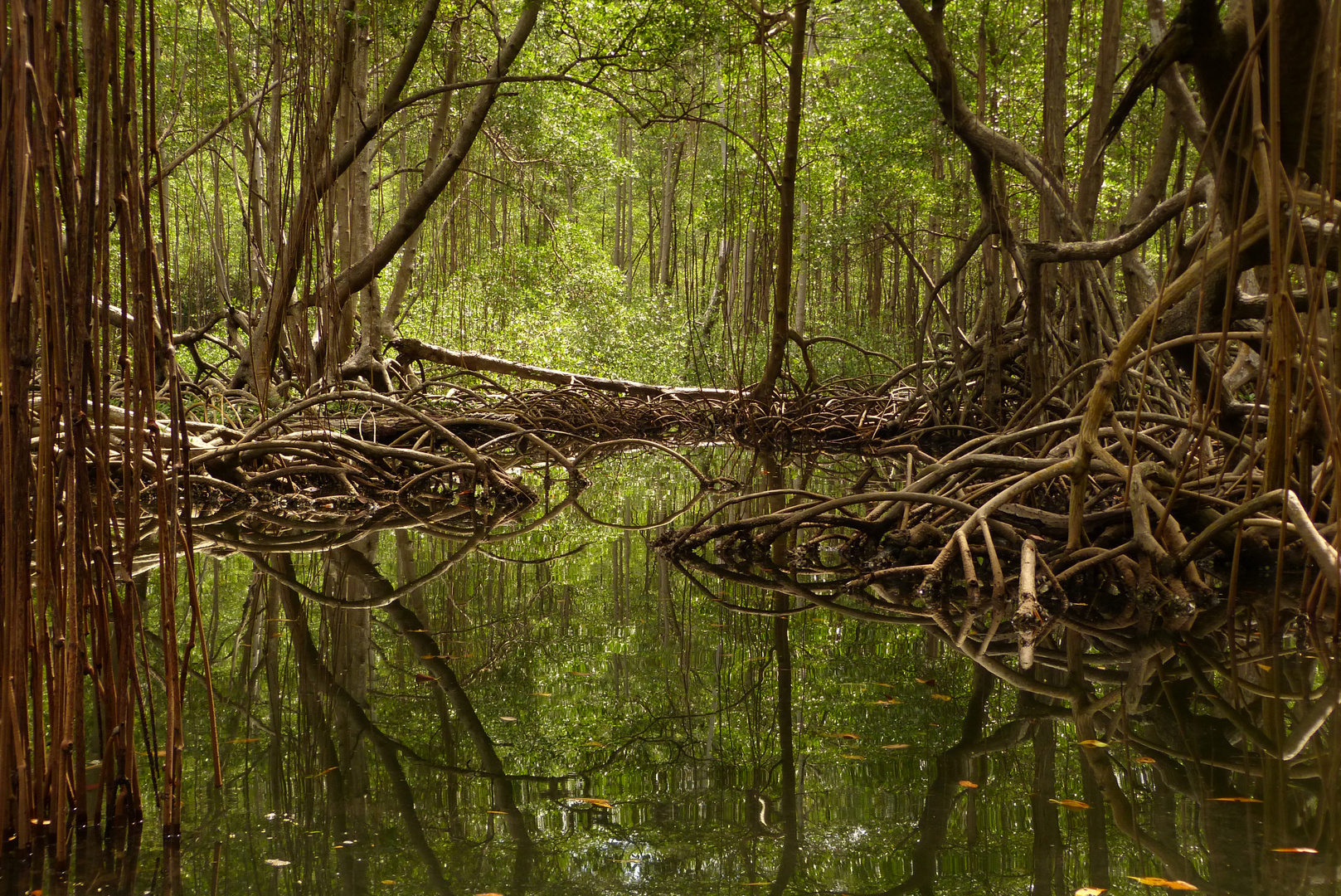 Mangroven auf der Samana-Halbinsel