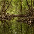 Mangroven auf der Samana-Halbinsel