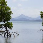 Mangroven auf Mauritius