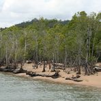 Mangroven bei Ebbe